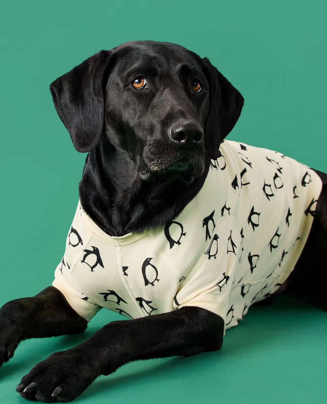 Holiday Dog Pajamas Squeaky the Penguin 4 Holiday Dog Pajamas Squeaky the Penguin